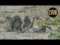 safariLIVE - Sunset Safari - July 12, 2019