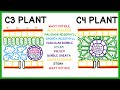 How C3, C4 and CAM Plants Do Photosynthesis