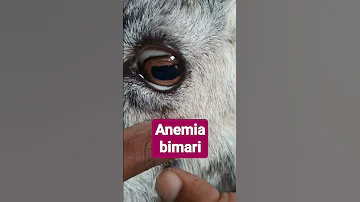 Bakri Ko Hua Khoon Ki Kami Bakripalan Goat Disease Reels Viral Bakri Barbari 