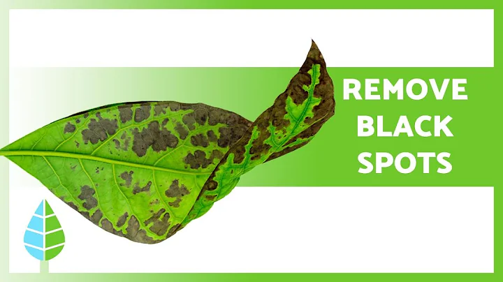 BLACK SPOTS on LEAVES of PLANTS 🍃 (3 Causes and Solutions ✅) - DayDayNews