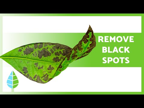 BLACK SPOTS On LEAVES Of PLANTS ? (3 Causes And Solutions ✅)