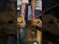 ¡Adoptados! Once perros rescatados del Metro encuentran un nuevo hogar