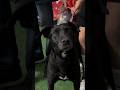 ¡Adoptados! Once perros rescatados del Metro encuentran un nuevo hogar