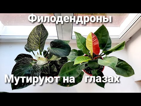 Мутация растений в домашних условиях