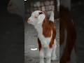 Mandi Main Jao Ga Our Bakra Laon Ga #short #shorts #shortvideo