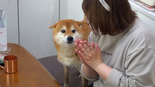 柴犬ハチから大好きなママへ伝えます。
