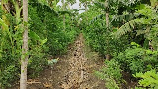 subash palekar natural farming | fruit forest | agriculture friend screenshot 5
