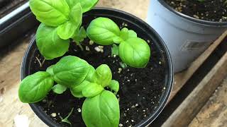 One Basil Plant Can Feed You All Season — Only If You Do This
