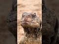 صوت الضب صوت الضب