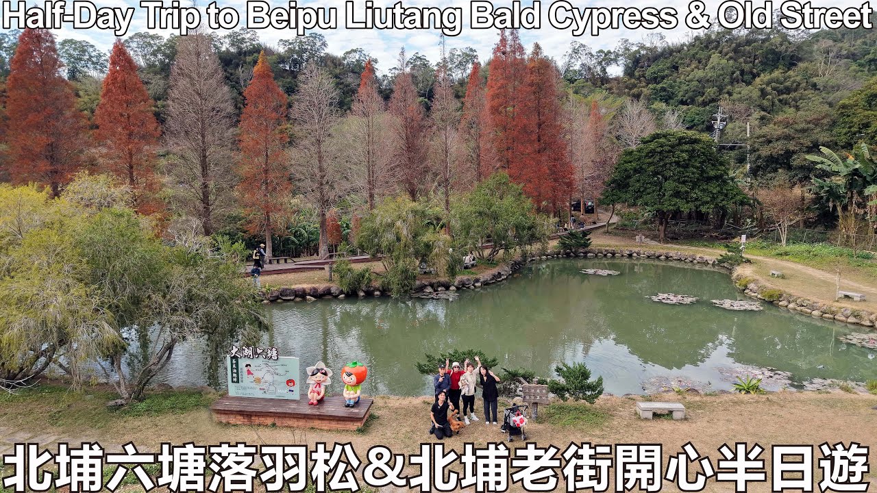 🍁北埔六塘落羽松&老街開心半日遊🍁