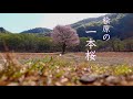【願いの4Kドローン映像】2022年「桧原の1本桜」May your wish come true,Fukushima-Japan