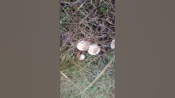 Mushrooms Are Everywhere #balkan #mushroom