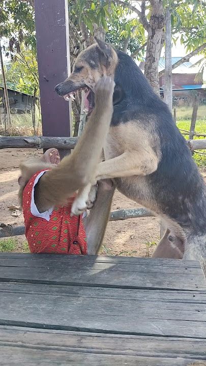 Download lagu Perfect SokYaa,OG, ToTo Animals Are So Awesome #shorts