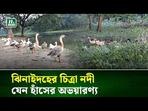 ঝিনাইদহের চিত্রা নদীতে বিভিন্ন প্রজাতির হাঁসের আনাগোনা, যেন পরিণত হয়েছে অভয়ারণ্যে | NTV News