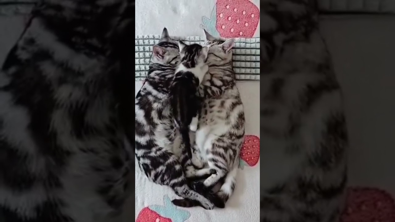 I M Mommy S Baby I M Mommy S Baby