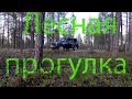 Прогулка в лес на Ниве