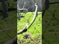 #stlouiszoo the gorillas 🦍 look 🥱 very bored