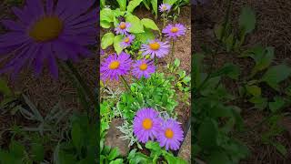 Июньская открытка #цветы #лето #доброеутро