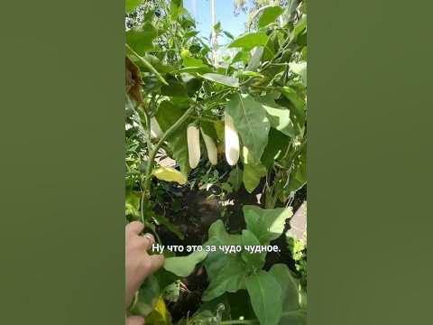 Белые баклажаны Виталики ))) от агрофирмы Партнер @SemenaPartner - YouTube