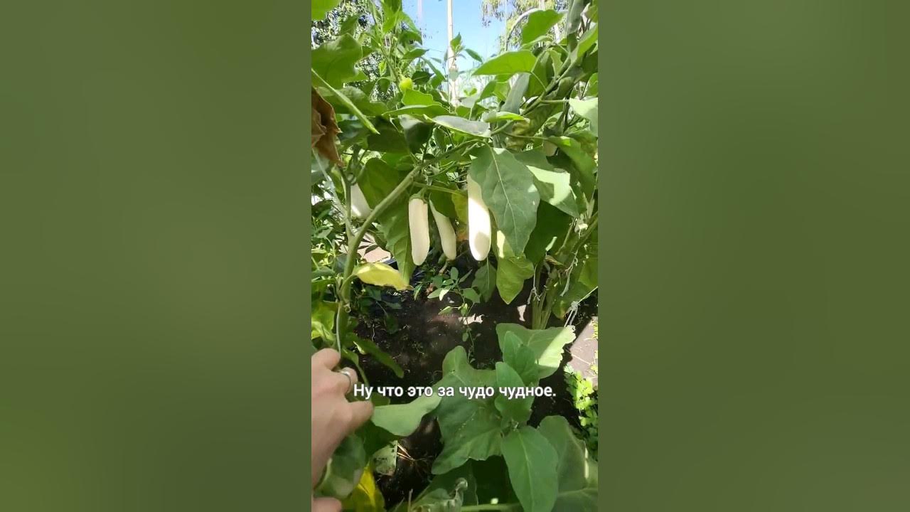 Белые баклажаны Виталики ))) от агрофирмы Партнер @SemenaPartner - YouTube