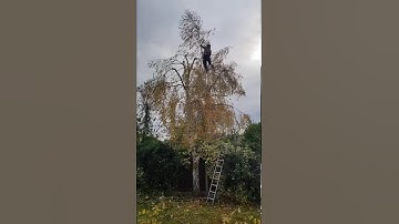 Birch crown reduction