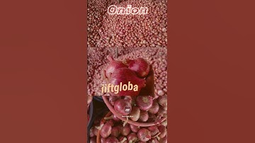 Fresh onion Export Client packing loading Site