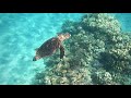 Sunrise Royal Makadi Aqua Resort: Merresschildkröte Beim Nachbarn Hotel Fort Arabesque 2021