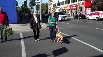 AMI Blind Life Hack: Choosing a Guide Dog