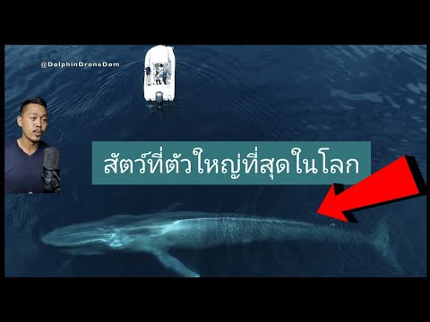 วีดีโอ: สัตว์ที่ใหญ่ที่สุดในโลก: วาฬสีน้ำเงิน