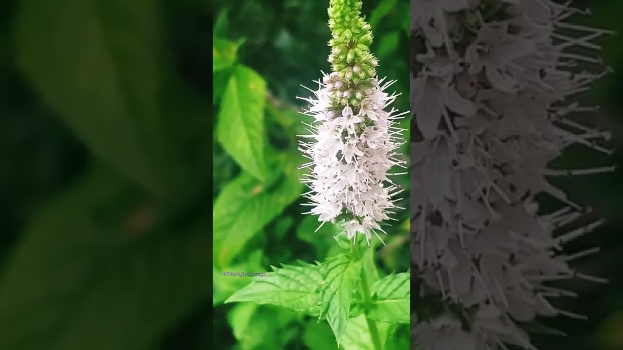 WOW Have you ever seen mint flowers? Here's what it looks like Nature Lovers 