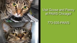GooseandPenny