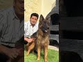 ازاي تسرح لكلب چيرمن باسم هانط  جيرمن شيبرد