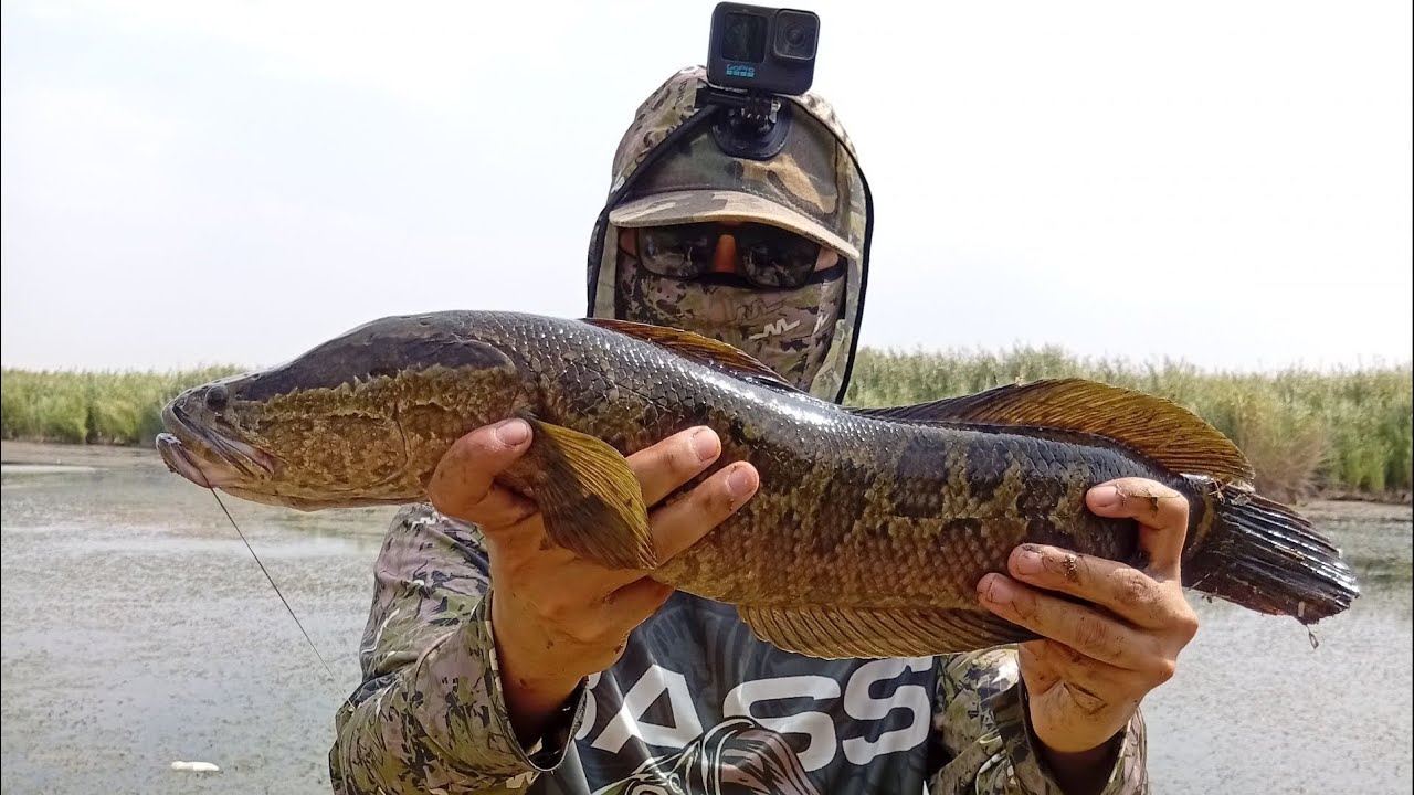 Даҳшатли илон балик ҳужуми/Йоввои илон балик/ Вот это поклёвка! Змейголов рвёт снасти!