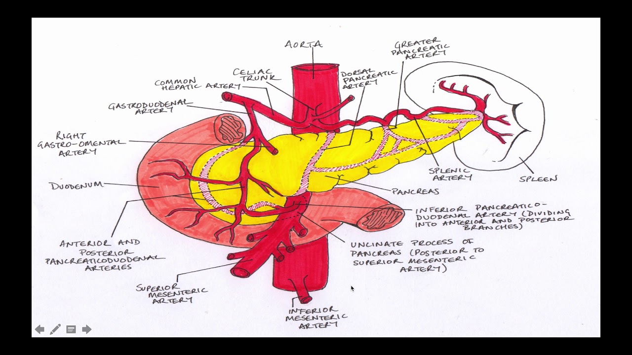 11-Anatomy of Pancreas part 4 - YouTube