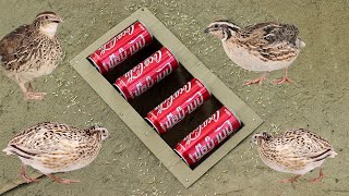 Awesome Creative Underground Quail Bird trap Using 4 coca cola Can &amp; Cardboard | Easy bird Trap