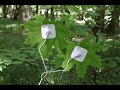 INSTRUO SCION & EAST BEAST - SINGING OF THE MAPLE TREE (Music of the plants & trees)