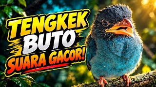 Masteran Tengkek Buto SUARA JERNIH FULL DURASI serta tanpa Jeda Dan Tanpa Iklan full durasi 