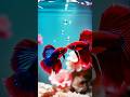 How 3D Betta Fish Can Improve Your Mental Health #shorts #trending #viralvideo #youtubeshorts #yt