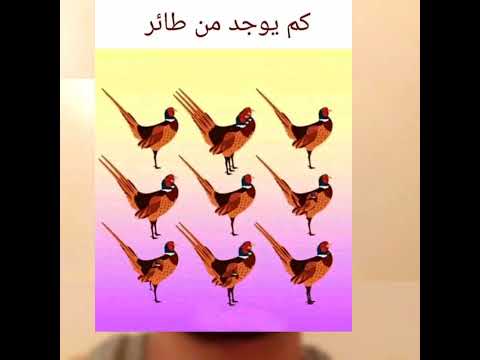 كم عدد الطيور