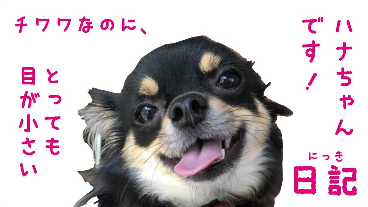 はなチャンネル チワワなのに とっても目が小さいハナちゃん日記です Youtube