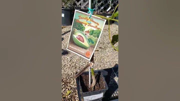 AVOCADO TREES $36.99  BACON PINKERTON STEWART SANTA CRUZ CA