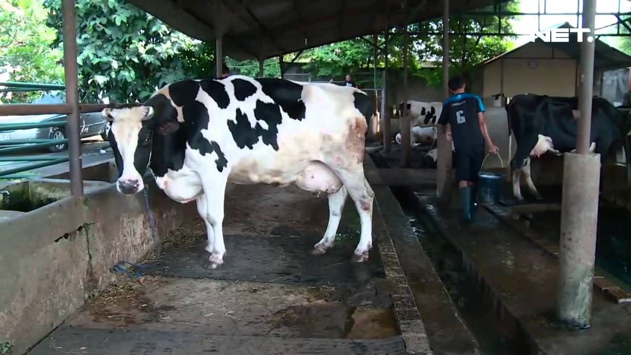 NET12 - Local Cheese Making Center in Depok