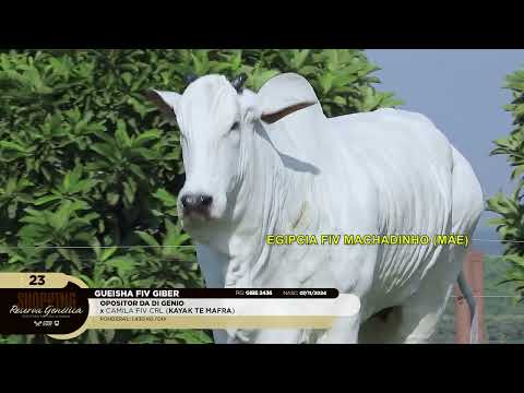 LOTE 23   GUEISHA FIV GIBER   GIBE 2436 zap 1