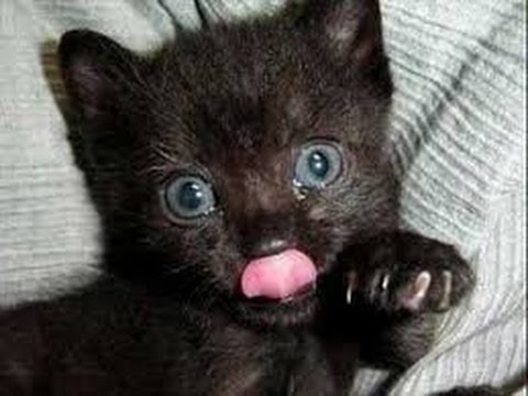 vERY fUNNY cATS 21