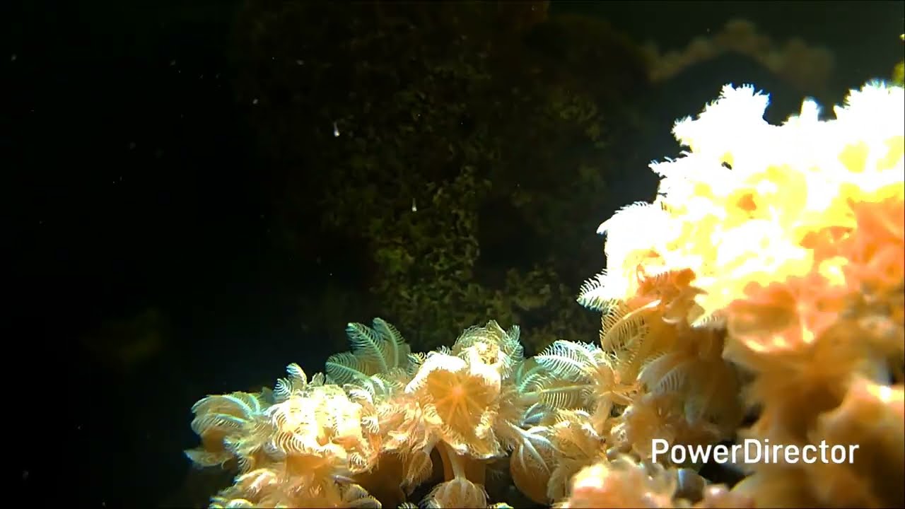 Cineva se reproduce aici 🤔! Dar cine?