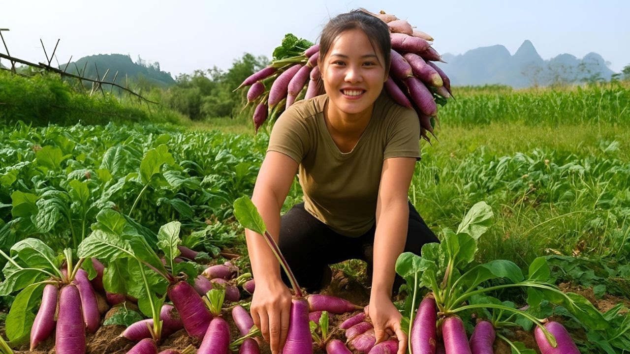 Harvest giant radishes to sell at the market - cook nutritious porridge for your children to eat