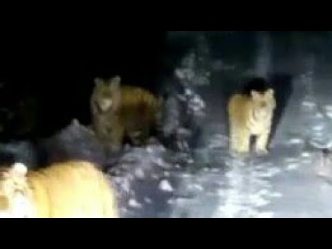 Wideo: Tygrys Ussuri - północne piękno