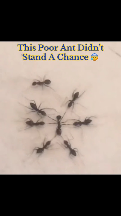This Poor Ant Didn’t Stand A Chance ☠️ #disturbing