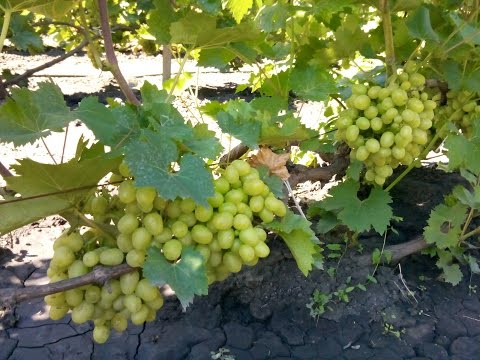 Виноград аркадия. Урожай 2014
