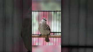 Download Lagu Masteran Trucukan Gacor ROPEL PANJANG Ampuh Untuk Pancingan Trucuk Agar Cepat Menaikkan GACOR 87 MP3